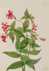 Fiore della scimmia di Lewis (Mimulus lewisii)