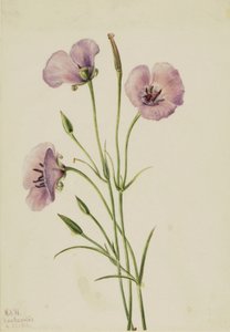 Mariposa lilla Calochortus splendens, 1926 da Mary Vaux Walcott