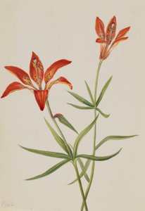 Giglio (Lilium montanum) da Mary Vaux Walcott