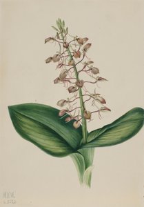 Twayblade di giglio Liparis liliifolia, 1920 da Mary Vaux Walcott