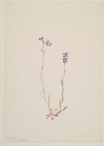 Lobelia Kalmii da Mary Vaux Walcott