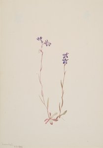 Lobelia Kalmii da Mary Vaux Walcott