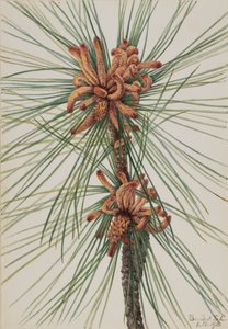 Pino Loblolly Pinus taeda da Mary Vaux Walcott