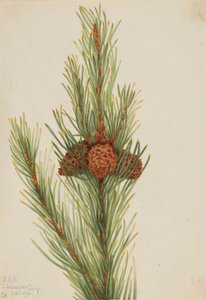 Pino lodgepole (Pinus Contorta murrayana) da Mary Vaux Walcott
