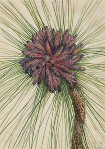 Pino a foglia lunga Pinus palustris