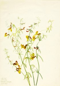 Lotus puberulus da Mary Vaux Walcott