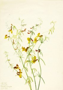 Lotus puberulus, 1935 da Mary Vaux Walcott