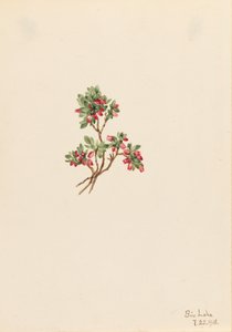 Mirtillo Vaccinium caespitosum, 1918 da Mary Vaux Walcott