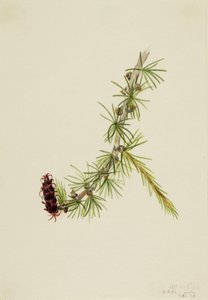 Larice di Lyall da Mary Vaux Walcott