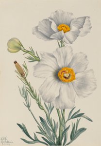 Papavero di Matilija (Romneya coulteri)