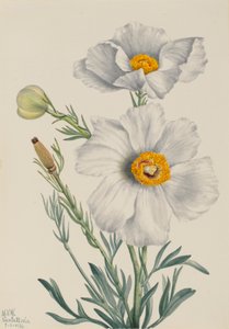 Papavero Matilija Romneya coulteri, 1931