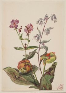 Bellezza dei prati (Rhexia virginica), Capriolo a sonagli (Nabalus albus), Pianta delle gole (Sarracenia purpurea) da Mary Vaux Walcott