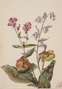 Bellezza del prato Rhexia virginica, Rattlesnake Roat Nabalus albus, Pianta carnivora da Mary Vaux Walcott