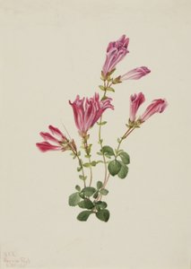 Pentstemon di Menzies da Mary Vaux Walcott