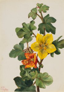 Fremontia messicana (Fremontodendron mexicanum) da Mary Vaux Walcott