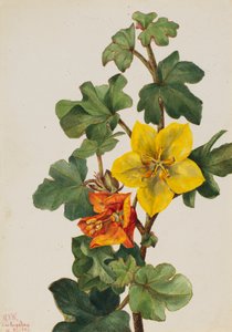 Fremontia messicana Fremontodendron mexicanum da Mary Vaux Walcott
