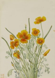 Papavero messicano (Eschscholtzia mexicana) da Mary Vaux Walcott