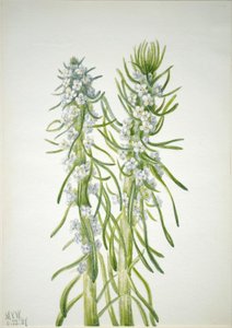Candela del minatore (Oreocarya virgata) da Mary Vaux Walcott