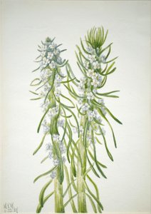 Candela del minatore Oreocarya virgata da Mary Vaux Walcott