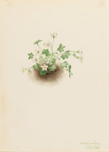 Mistmaiden (Romanzoffia sitchensis)