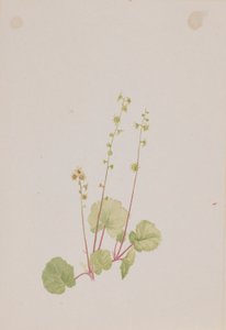 Mitella nuda da Mary Vaux Walcott
