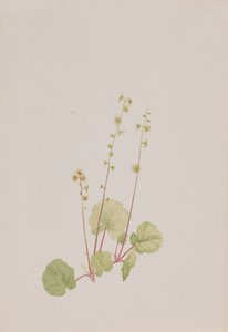 Mitella nuda da Mary Vaux Walcott
