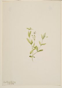 Moehringia laberiflora da Mary Vaux Walcott