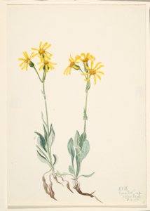 Montana Parnassia (Parnassia montanesis) da Mary Vaux Walcott