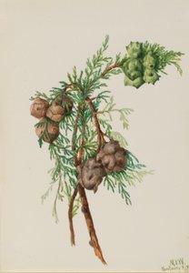 Cipresso di Monterey (Cupressus macrocarpa)