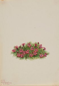 Campione del muschio (Silene acaulis) da Mary Vaux Walcott
