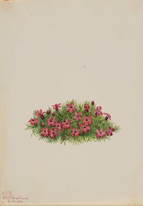 Silene acaulis da Mary Vaux Walcott