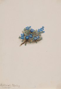 Nontiscordardime (Eritichum elongatum)