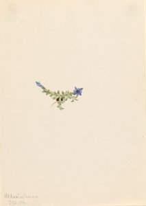 Genziana muschiata Gentiana prostrata da Mary Vaux Walcott
