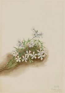 Muschio rosa Phlox subulata da Mary Vaux Walcott