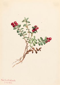 Mirtillo Rosso di Montagna da Mary Vaux Walcott