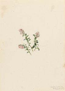 Mirtillo rosso Vaccinium vitis-idaea minus