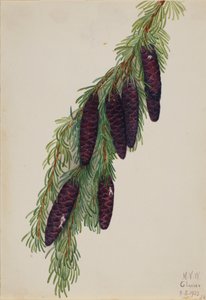 Tsuga mertensiana da Mary Vaux Walcott