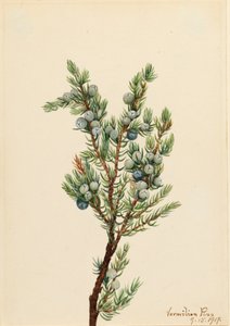 Ginepro montano Juniperus sibirica da Mary Vaux Walcott