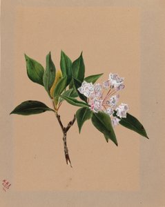 Alloro di montagna Kalmia latifolia, 1879 da Mary Vaux Walcott
