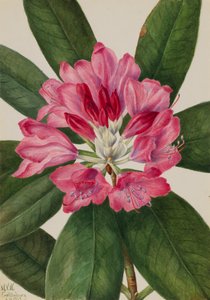 Rosa di Montagna, Rhododendron catawbiense, 1932 da Mary Vaux Walcott