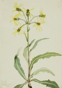 Senecio lugens in lutto da Mary Vaux Walcott
