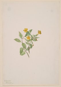 Fiore di muschio (Mimulus moschatus) da Mary Vaux Walcott