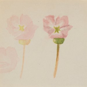 "Il mio primo quadro" da Mary Vaux Walcott