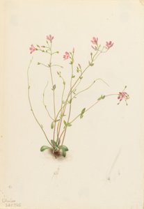 Naiade di primavera (Claytonia parvifolia) da Mary Vaux Walcott