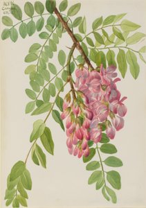 Robinia neomexicana, 1938 da Mary Vaux Walcott