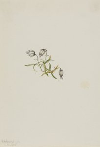 Campione annuente (Lychnis apetala) da Mary Vaux Walcott