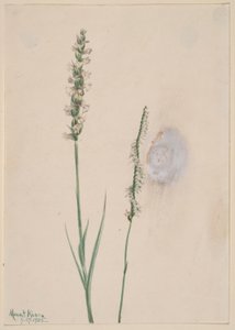 Tasselli da donna che annuiscono (Ibidium cernum) da Mary Vaux Walcott