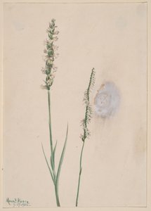 Nodding Ladies-Tresses Ibidium cernum, 1905 da Mary Vaux Walcott