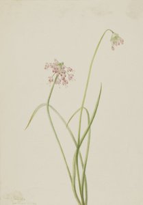 Cipolla annuente Allium cernuum, 1901