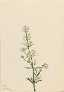 Pungitopo settentrionale (Galium boreale) da Mary Vaux Walcott